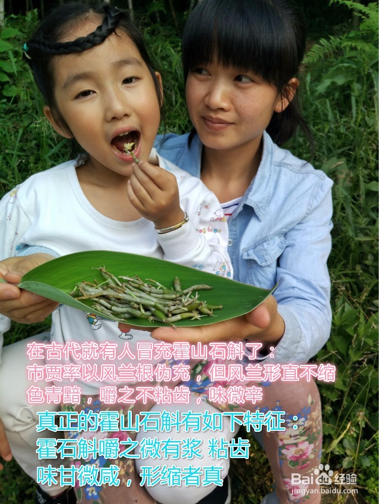 怎么区分霍山石斛和铁皮石斛