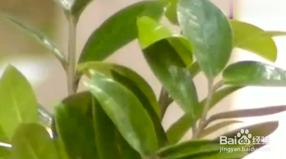 如何成为绿植医生