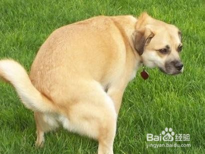 小狗乱拉屎尿怎么办