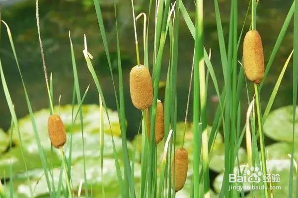 驱蚊不要再用蚊香，让蚊子无处藏身