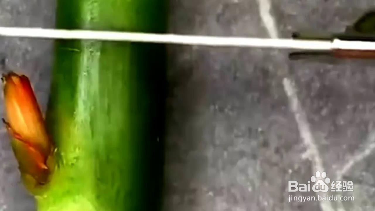 自己在家怎么种植小植物？