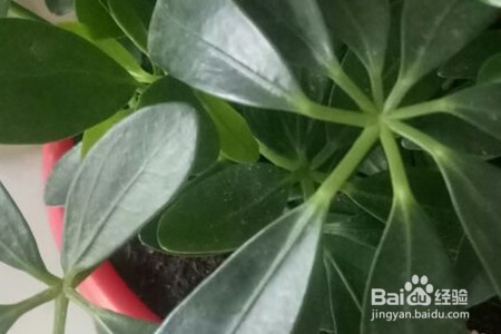 弄辣椒手辣怎么快速去除