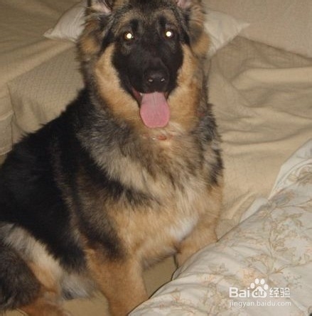 德国牧羊犬训练方法