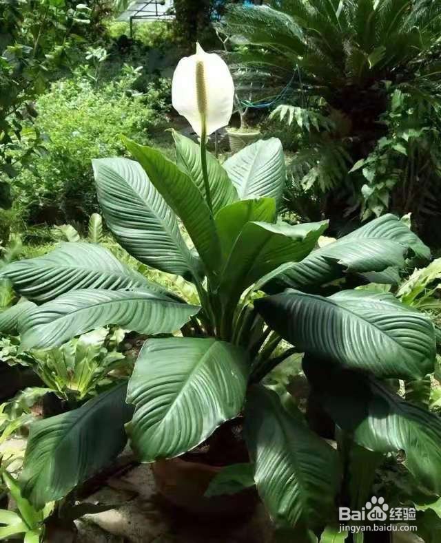 6种花是甲醛克星，养一盆身体更健康