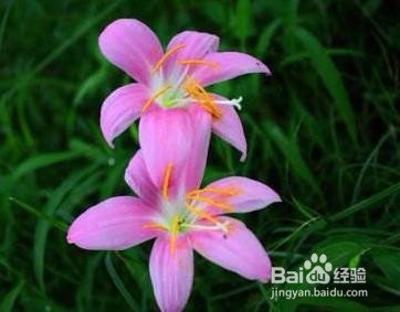 鹿葱的移栽方法