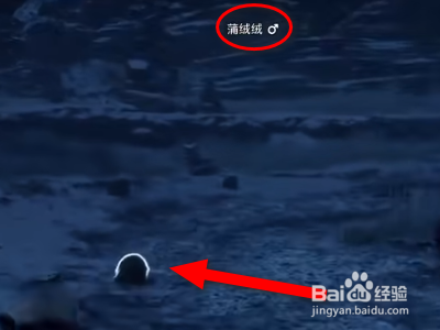 霍格沃茨之遗蒲绒绒在什么位置