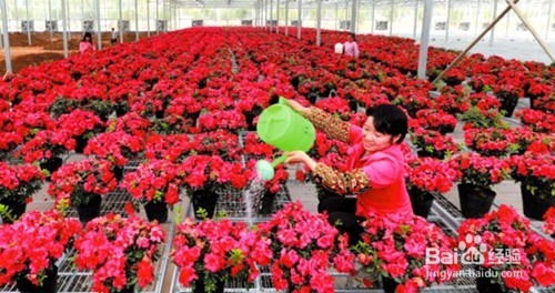 如何养好杜鹃花