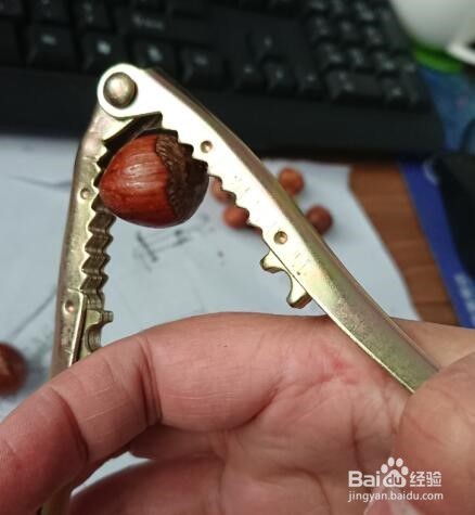 如何夹榛子/如何使用坚果夹子/榛子去壳