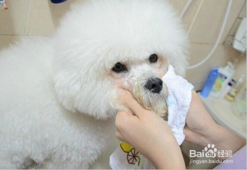 小狗眼睛下面有泪痕怎么办