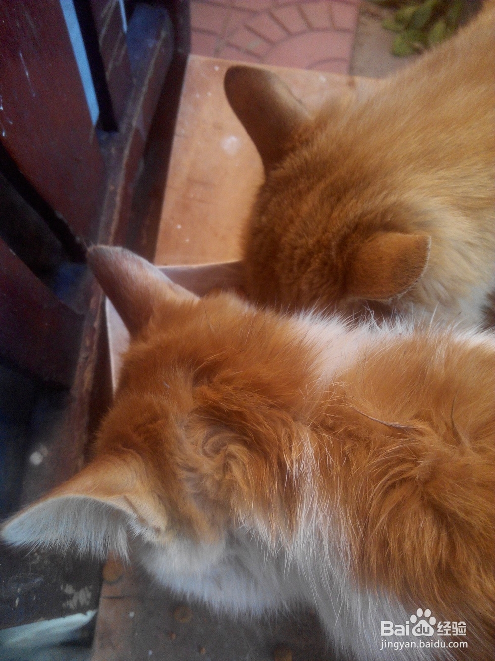 猫口腔溃疡复发怎么办