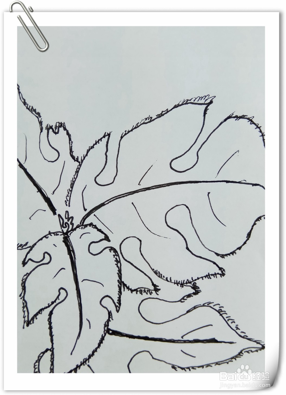 怎样画钢笔画构树叶子？