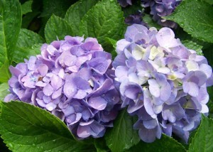 绣球花怎样保养