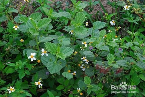 补骨脂的作用以及食用禁忌