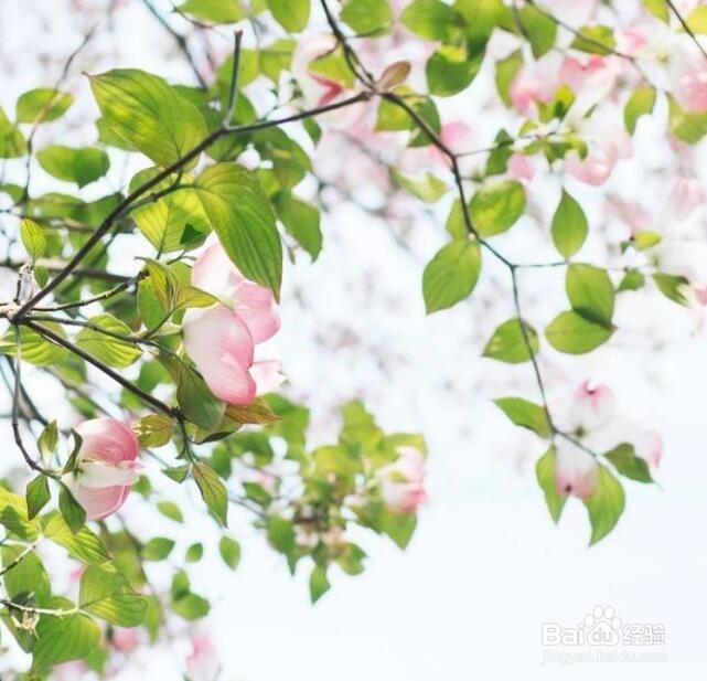 摄影拍植物，咋构图，能显得“不俗”？