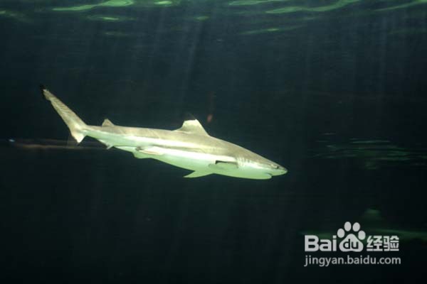 温哥华水族馆:水中舞动的精灵们