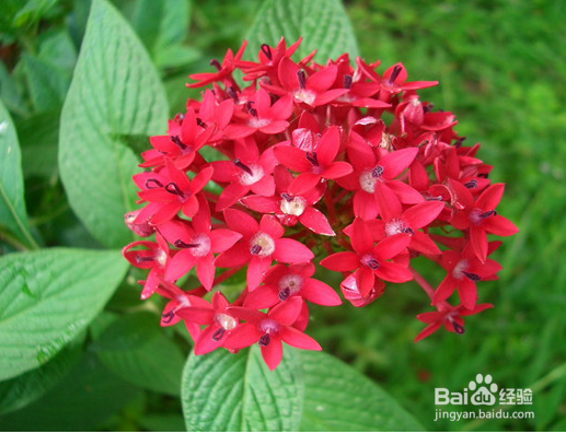 繁星花的养殖方法