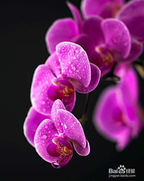 蝴蝶兰夏季怎么管理