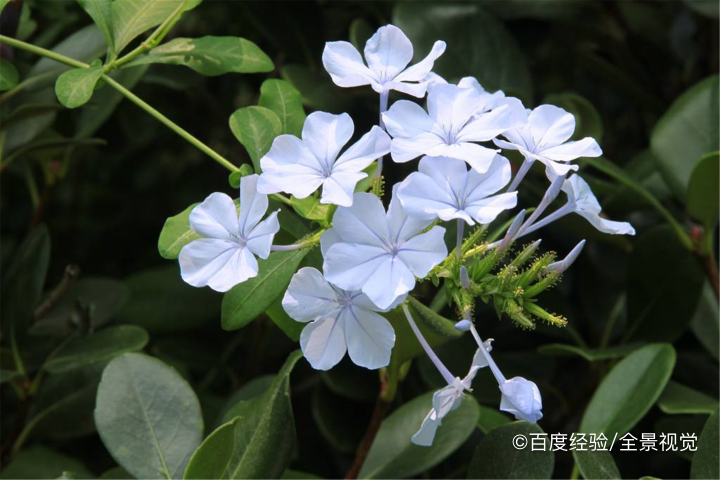 蓝雪花的扦插方法