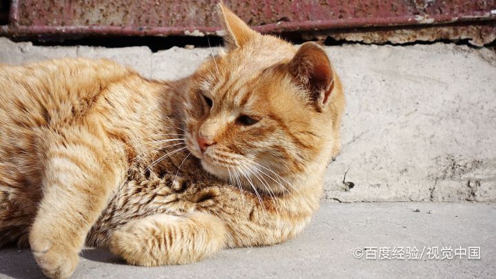 怎么训练橘猫温顺