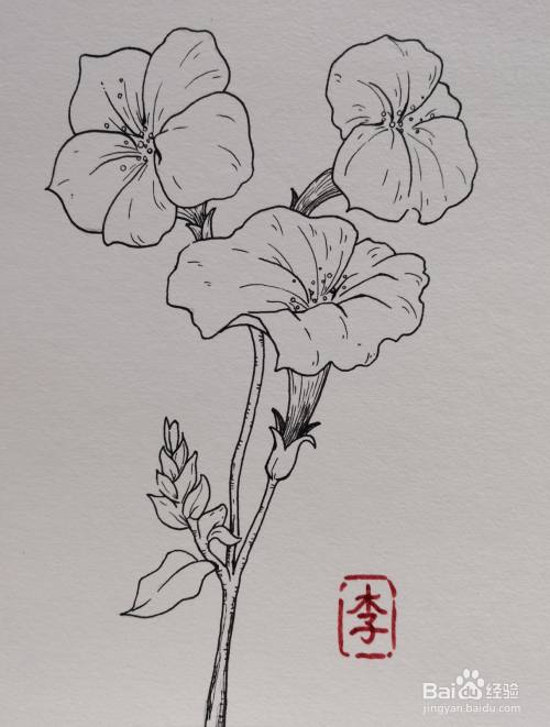 怎样画线描装饰画 牵牛花 百度经验 怎样画线描装饰画 牵牛花 百度经验