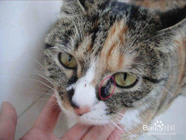 猫泪痕怎么消除