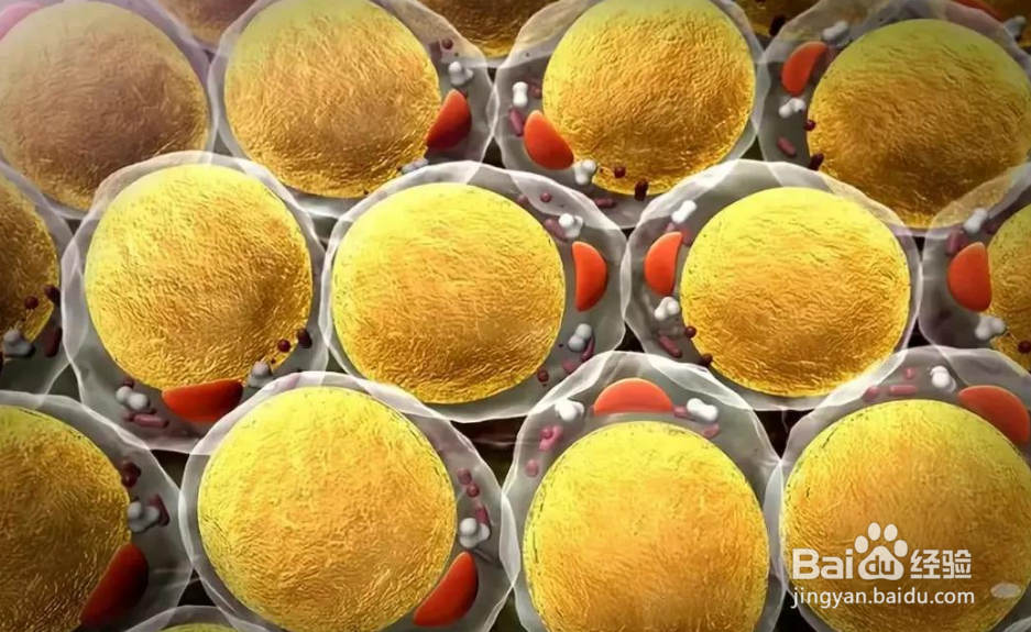 流产后怎么减肥，求解流产后怎样减肥最快