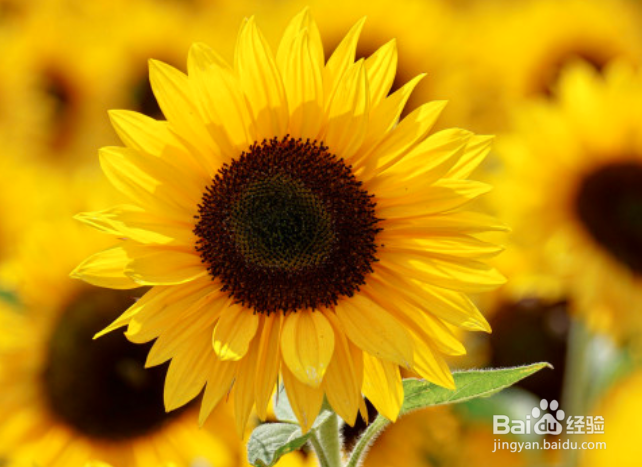 向日葵水养注意事项