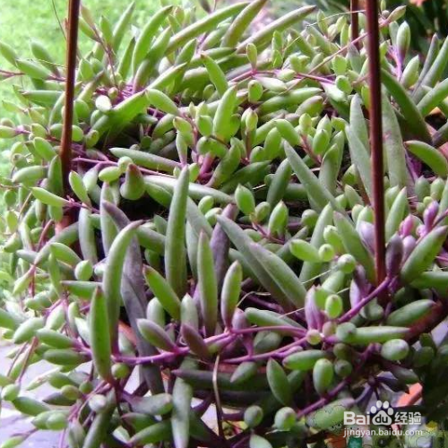 黄花新月多肉怎样养