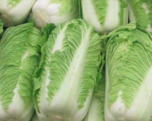 大白菜是什么形状