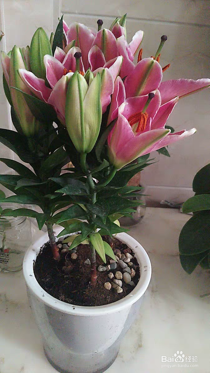 百合花养殖需要注意些什么呢