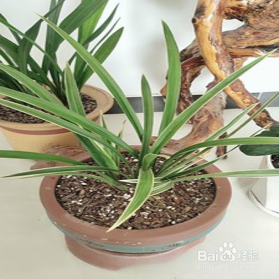 黄金彩虹怎么养