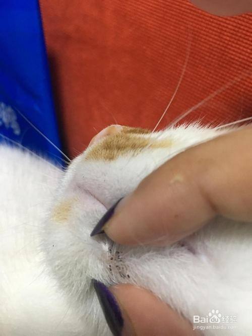 刚出生的小猫身上有很多跳蚤怎么办 百度经验