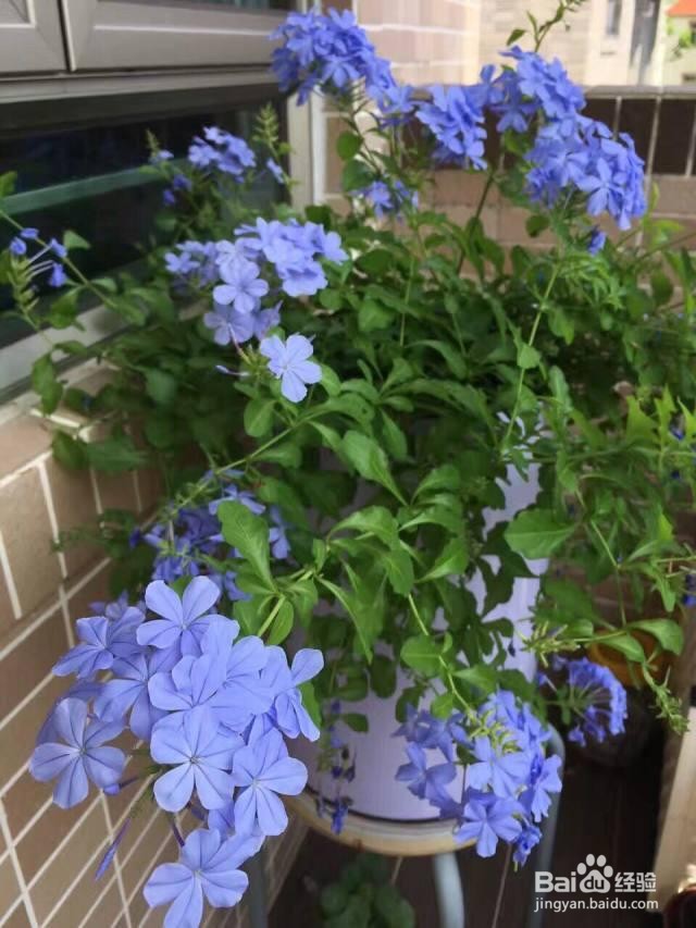 蓝雪花的养殖方法