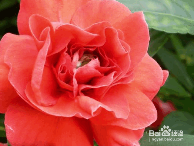 凤仙花的养殖方法和注意事项