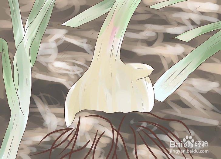 如何种植洋葱