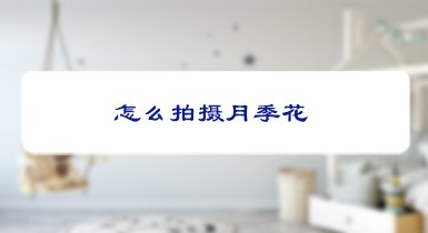 怎么拍摄月季花