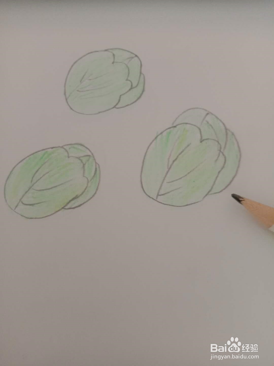 简笔画 如何画洋白菜