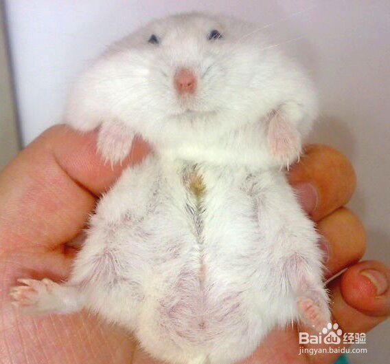 如何判断仓鼠香腺需要清理