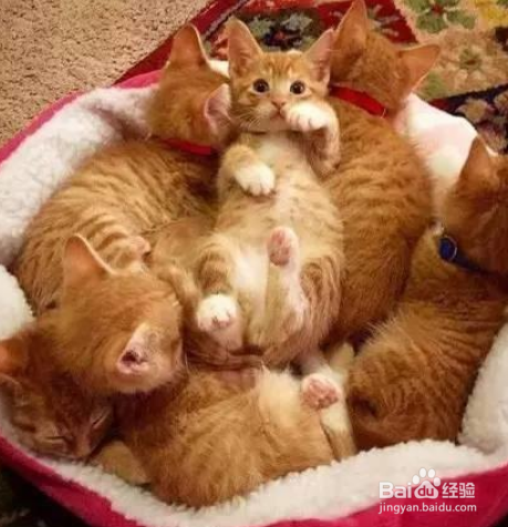 猫咪生完小猫注意什么