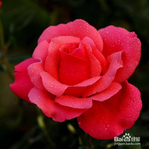 月季水插有什么常见的问题?