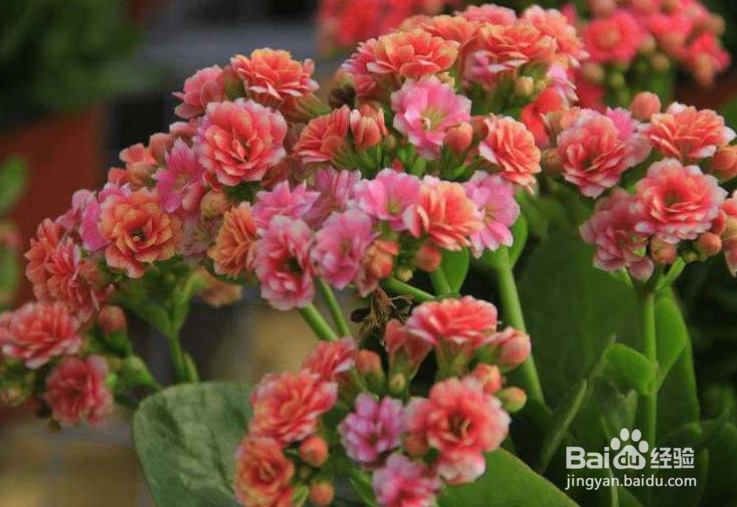 花上面有白色的小虫子怎么办