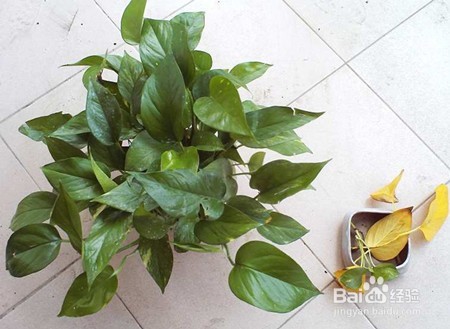 绿萝黄叶的原因和解决方法