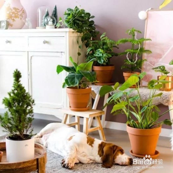 过期的药片丢花盆里植物也不发黄了