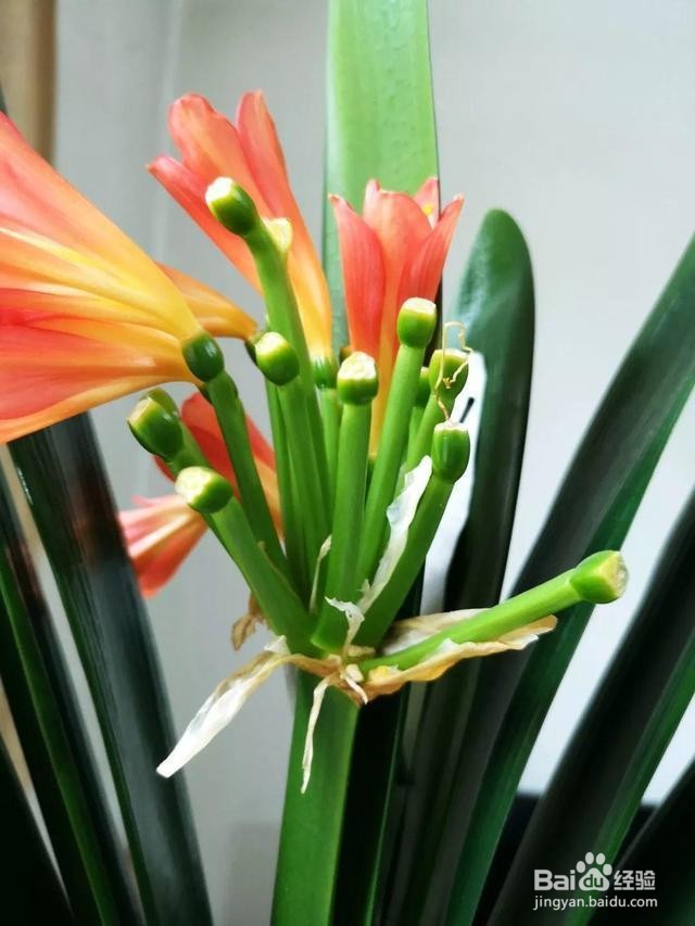 君子兰花开完后花梗怎么处理