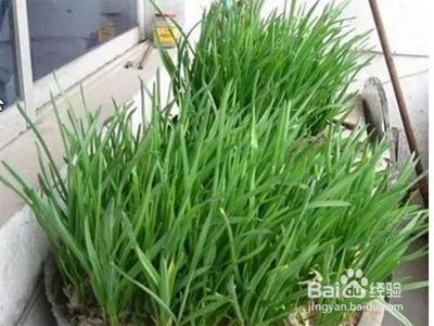 家庭种菜除虫小妙招