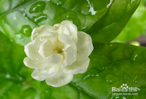 茉莉花的栽培技术有哪些？