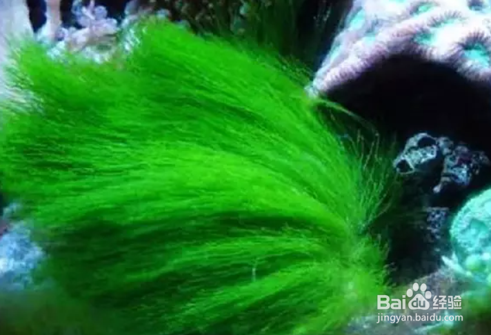 绿毛龟的绿毛是怎么长出来的