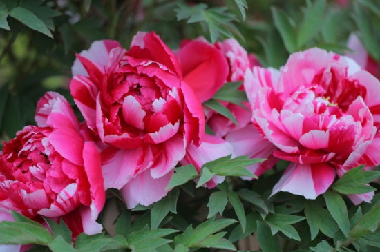 牡丹四大名品是哪些