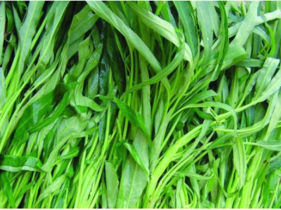 南方的青菜是什么菜