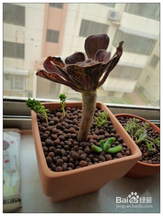 7月21日更新(肉肉入住中!)--DIY阳台花园日记